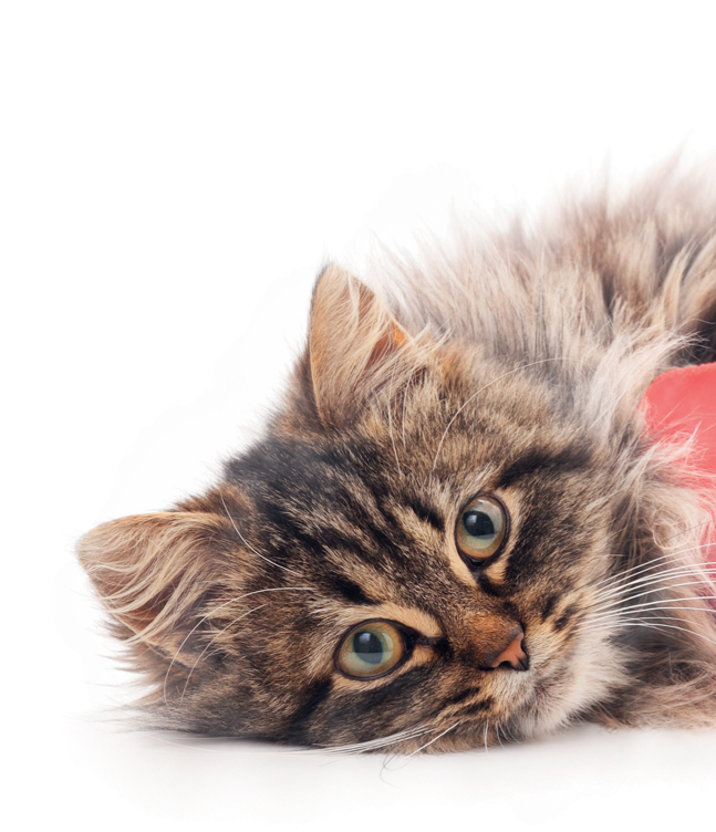 Kedi görseli